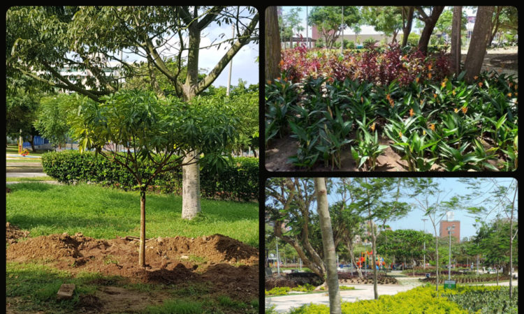 Barranquilla celebra el Día del árbol como la ciudad más arborizada de  Colombia - Noticias Barranquilla