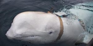 Hallan muerta a la ballena «espía rusa» Hvaldimir cerca de Noruega