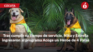Nika y Estrella, las policías de cuatro patas que protegieron a Cúcuta y ahora buscan un hogar
