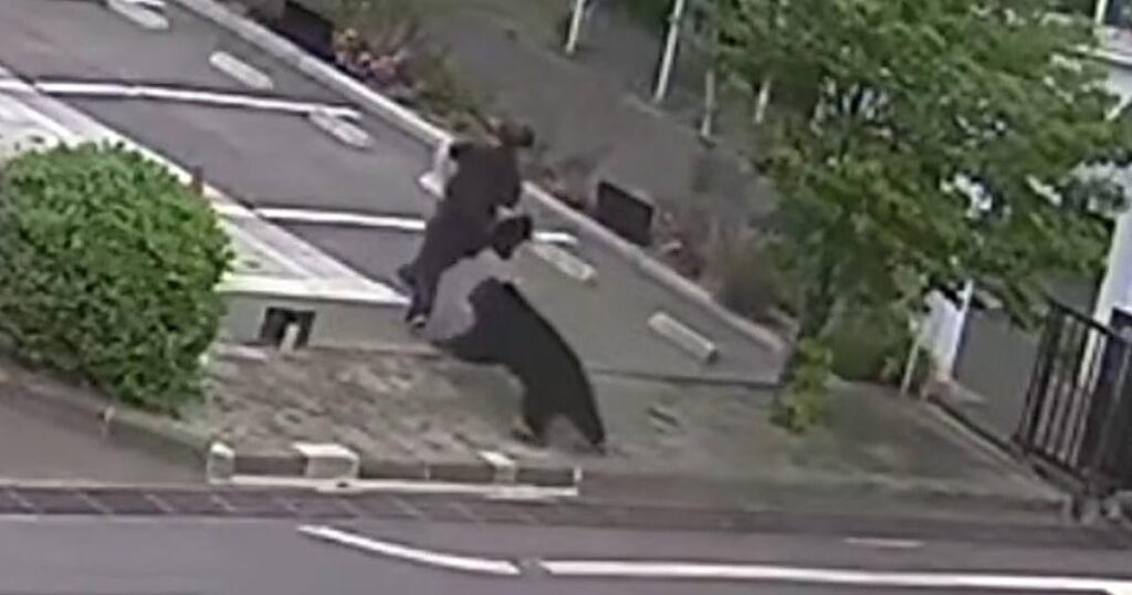 Un oso se escapa por las calles de Fukushima y hiere a cuatro personas