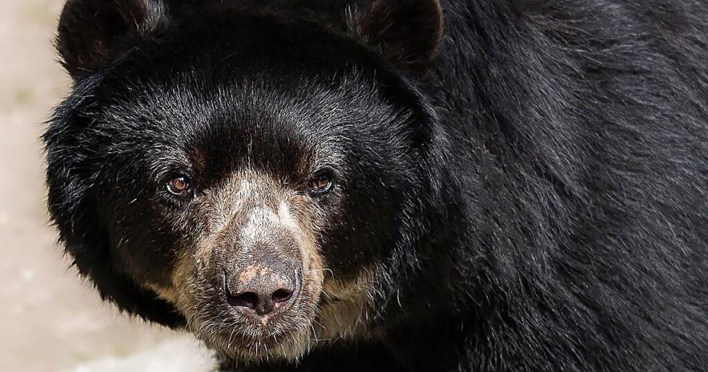Japón busca a un oso sospechoso de 14 robos que saqueó la nevera de unos ancianos