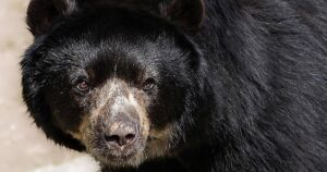 Japón busca a un oso sospechoso de 14 robos que saqueó la nevera de unos ancianos