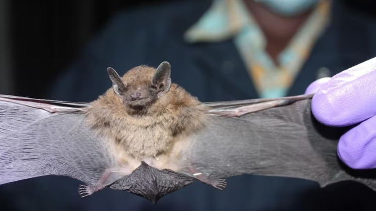 Niño murió de rabia tras contacto con un murciélago mientras dormía