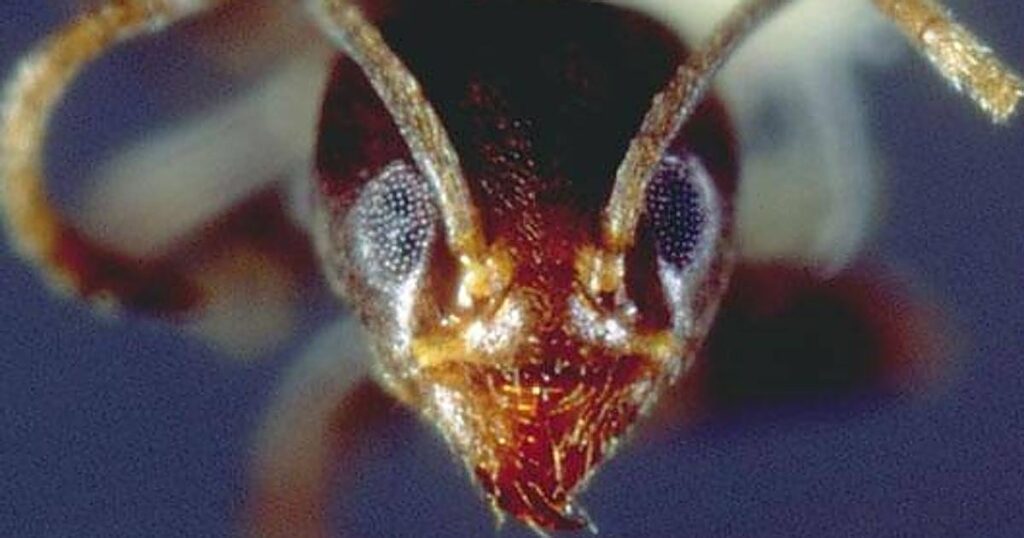Piden cárcel por servir un sorbete con hormigas en un restaurante con dos estrellas Michelín en Corea del Sur