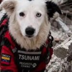 Tsunami, el héroe de cuatro patas que rescata supervivientes en Venezuela