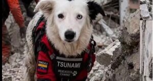 Tsunami, el héroe de cuatro patas que rescata supervivientes en Venezuela
