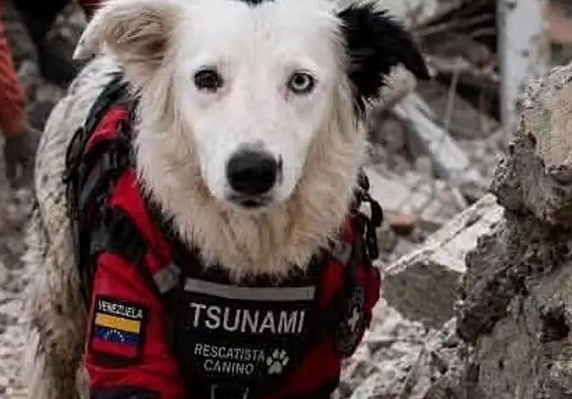 Tsunami, el héroe de cuatro patas que rescata supervivientes en Venezuela