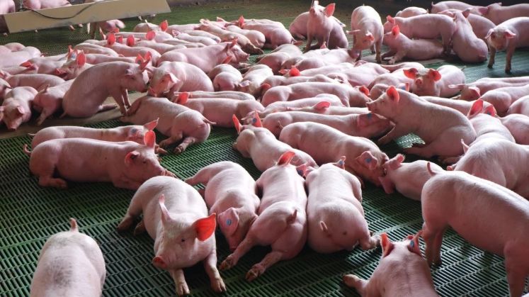 ¿Cambiará de proteína? La carne de cerdo alcanza sus precios más bajos del año