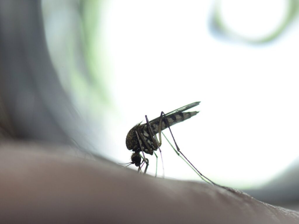 El ECDC notifica cerca de 220.000 casos de chikungunya y 80 muertes fuera de la UE en lo que va de año