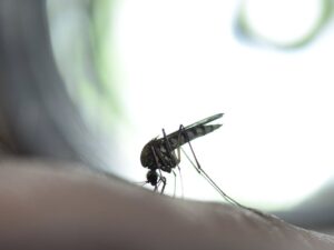 El ECDC notifica cerca de 220.000 casos de chikungunya y 80 muertes fuera de la UE en lo que va de año