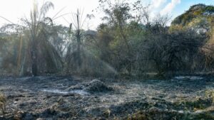 Incendios en Tolima dejan más de 31.000 hectáreas afectadas