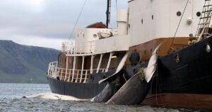 Islandia ordena la expulsión de 21 activistas contra la caza de ballenas