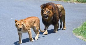 Mueren tres leonas de un zoológico de Tokio por un golpe de calor