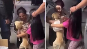 Niña dibujó a su perrito Bruno tras perderlo por el terremoto en Cali y logró encontrarlo