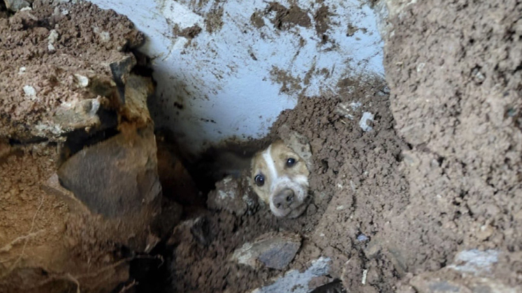 Rescatan 199 animales tras el terremoto en cuatro ciudades del país