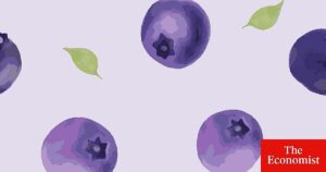 el último auge de África se centra en los arándanos y las naranjas