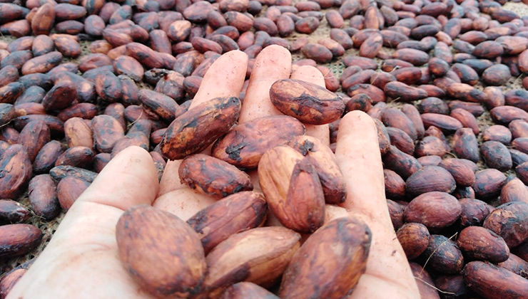 Colombia está entre los 10 principales productores de cacao del mundo, pero falta mucho