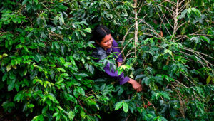 Fedecafé ajusta precio de compra de la pasilla ante El Niño en Colombia