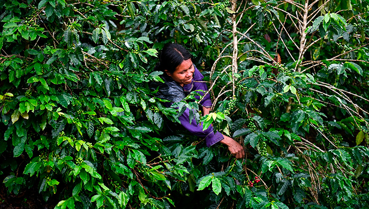 Fedecafé ajusta precio de compra de la pasilla ante El Niño en Colombia