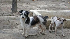 Tres hombres enfrentan a la justicia por casos de maltrato animal