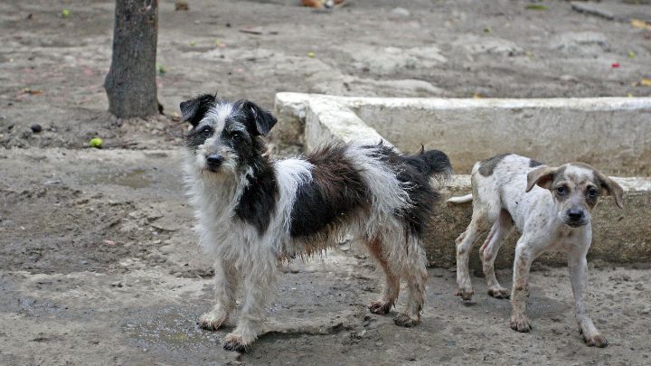 Tres hombres enfrentan a la justicia por casos de maltrato animal